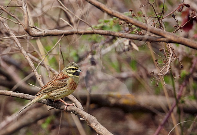 Volwassen mannetje Cirlgors, Adult male Cirl Bunting stock-image by Agami/Markus Varesvuo,