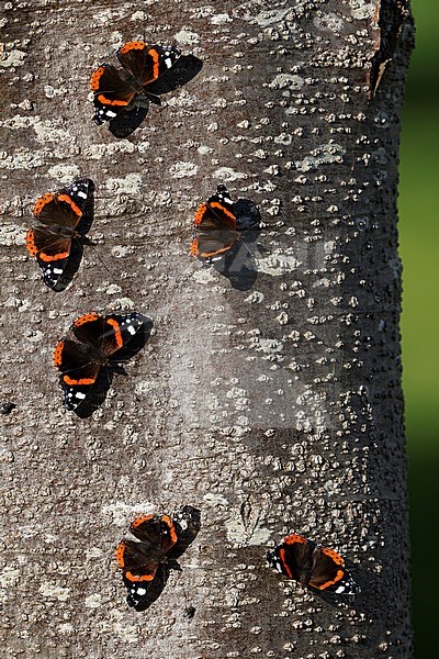 a group red admirals; stock-image by Agami/Chris van Rijswijk,