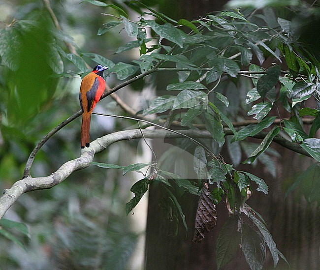 Male Red-naped Trogon (Harpactes kasumba) in Sepelik reserve, Sahab, Bornean part of Malaysia. stock-image by Agami/James Eaton,