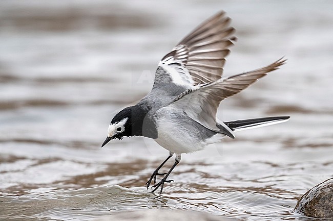 Masked Wagtail hover up the Indus River, Leh, Ladakh, India. February 2017. stock-image by Agami/Vincent Legrand,