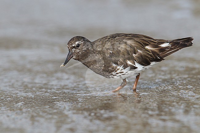 Adult breeding
Ventura Co., CA
August 2013 stock-image by Agami/Brian E Small,