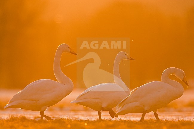 Groep Wilde Zwaan; Wilde zwanen Whooper Swan stock-image by Agami/Menno van Duijn,