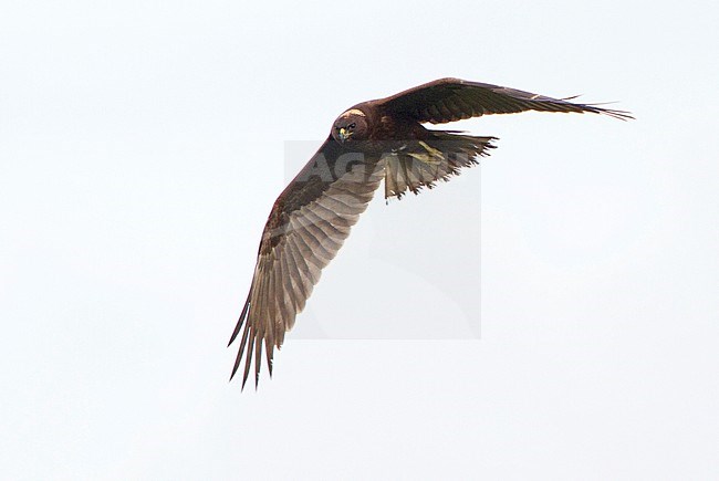 Immature Western Marsh Harrier (Circus aeruginosus) flying above a field stock-image by Agami/Karel Mauer,