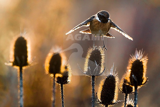 Wintering male European Stonechat (Saxicola rubicola) perched on thistles in Italy. Photographed with early morning backlight. stock-image by Agami/Daniele Occhiato,