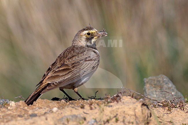 Strandleeuwerik met voedsel, Horned Lark with food stock-image by Agami/Daniele Occhiato,