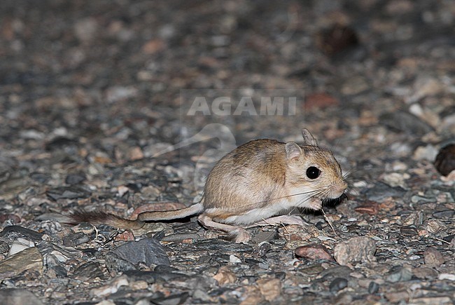 Northern three-toed jerboa (Dipus sagitta) active during the night in a Mongolian Desert stock-image by Agami/James Eaton,