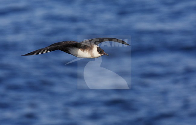 Kleine Jager, Parasitic Jaeger, Stercorarius parasiticus stock-image by Agami/Hugh Harrop,