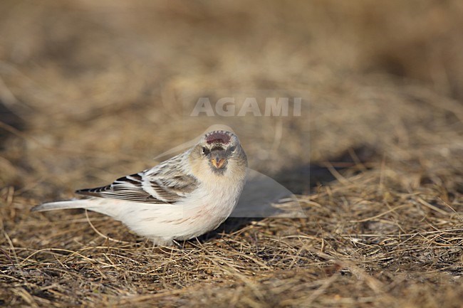 Witstuitbarmsijs op de grond, Arctic Redpoll on the ground stock-image by Agami/Chris van Rijswijk,