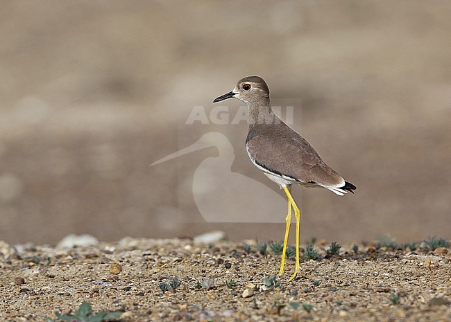White-tailed Lapwing (Vanellus leucurus) stock-image by Agami/Andy & Gill Swash ,