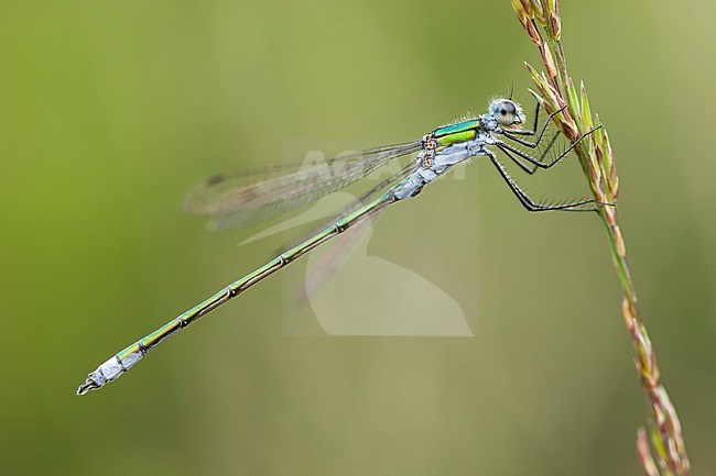 Male Common Emerald Damselfly stock-image by Agami/Wil Leurs,