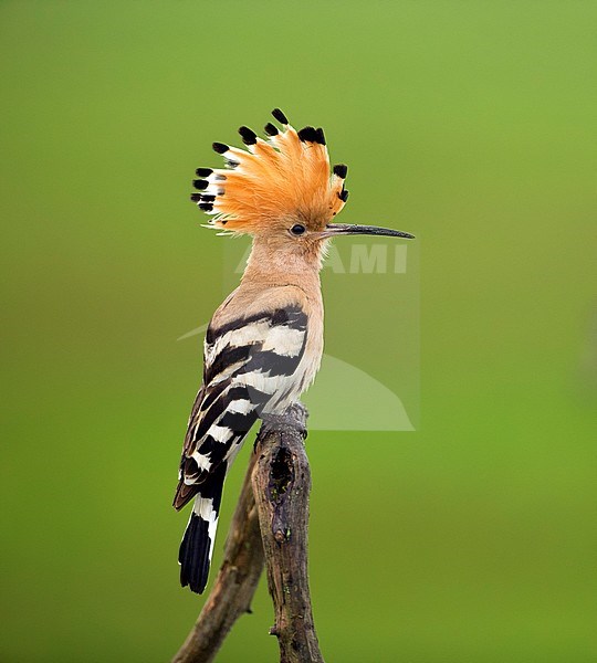 Hoopoe (Upupa epops) with erected crest stock-image by Agami/Bence Mate,