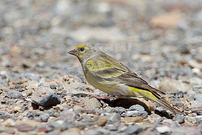 Citroenkanarie; Citril Finch in the Spanish Pyrenees stock-image by Agami/Karel Mauer,