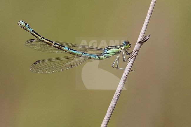 Imago Gaffelwaterjuffer; Adult Dainty Bluet; Adult Dainty Damselfly stock-image by Agami/Fazal Sardar,