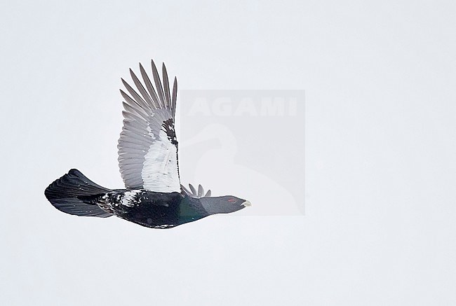 Male Western Capercaillie (Tetrao Urogallus) in flight in snow covered forest near Salla in Finland. stock-image by Agami/Markus Varesvuo,