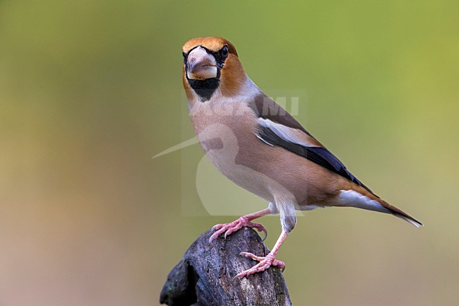 Appelvink zittend op tak; Hawfinch perched on a branch stock-image by Agami/Daniele Occhiato,