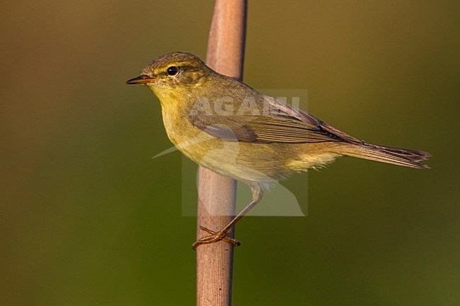 Fitis, Willow Warbler stock-image by Agami/Daniele Occhiato,