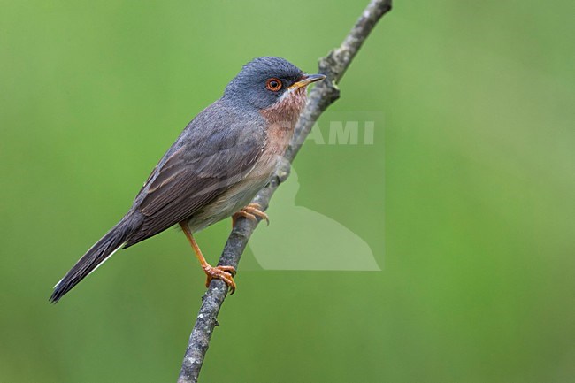 Male Moltoni's Warbler perched on a branch stock-image by Agami/Daniele Occhiato,