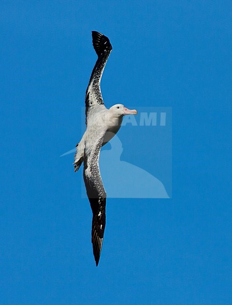 Grote Albatros vliegend; Snowy (Wandering) Albatross flying stock-image by Agami/Marc Guyt,