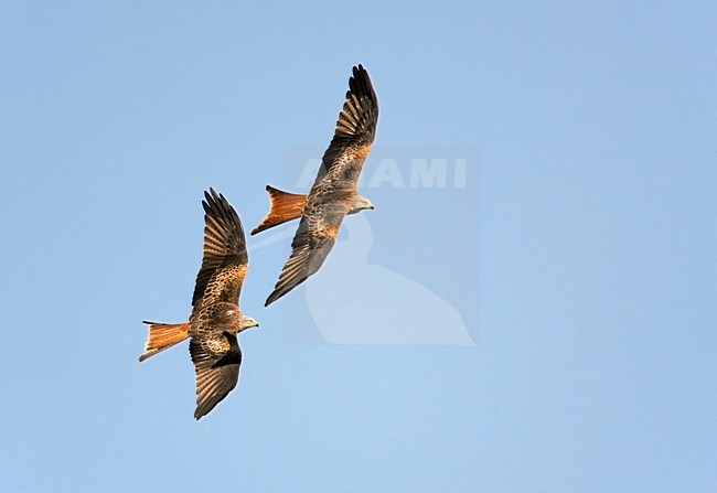 Rode Wouwen in de vlucht; Red Kites in flight stock-image by Agami/Markus Varesvuo,