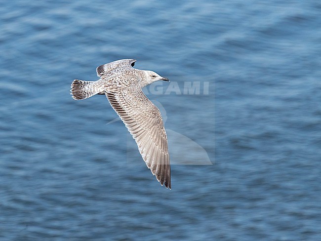 Second calender year European Herring Gull (Larus argentatus) in the Netherlands. Flying over the North Sea, seen from above. stock-image by Agami/Marc Guyt,