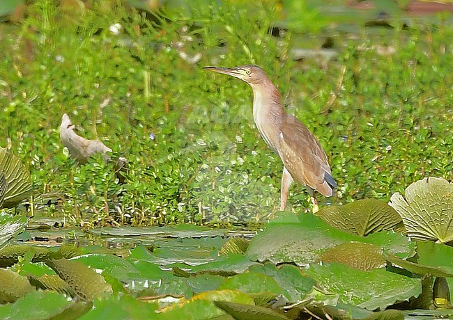 Yellow bittern (Ixobrychus sinensis) in Oman. stock-image by Agami/Eduard Sangster,