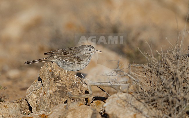 Berthelot's Pipit (Anthus berthelotii berthelotii) perched on a rock at Tindaya Plains, Fuerteventura, Canary Islands stock-image by Agami/Helge Sorensen,