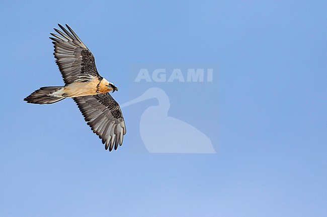 Lammergeier (Gypaetus barbatus barbatus) in Switzerland. Also known as Bearded Vulture. Soaring in the sky in the high Alps. stock-image by Agami/Ralph Martin,