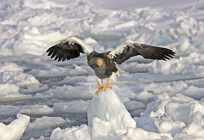 Stellers Zeearend, Steller's Sea-Eagle, Haliaeetus pelagicus stock-image by Agami/Pete Morris,