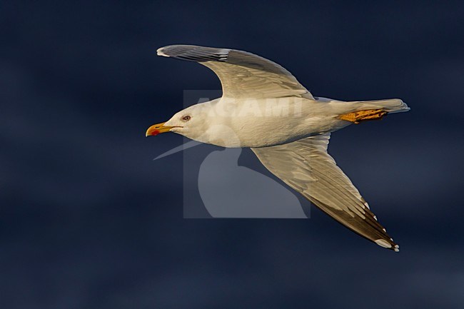 Geelpootmeeuw; Yellow-legged Gull; Larus michahellis stock-image by Agami/Daniele Occhiato,