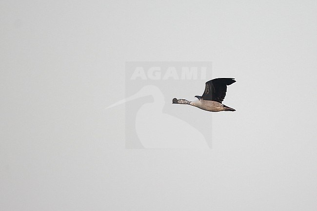 An adult male Knob-billed duck or African Comb Duck (Sarkidiornis melanotos) in flight stock-image by Agami/Mathias Putze,