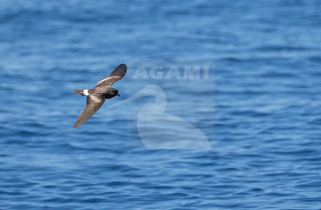 Monteiro's Storm Petrel, Oceanodroma monteiroi, in flight off the island Graciosa in the Azores, Portugal. Also known as Hydrobates monteiroi. stock-image by Agami/Pete Morris,