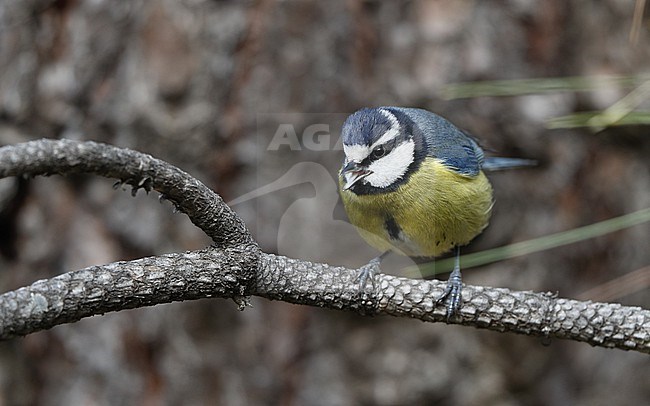 African Blue Tit (Cyanistes teneriffae teneriffae) in Tenerife, Canary Islands stock-image by Agami/Helge Sorensen,