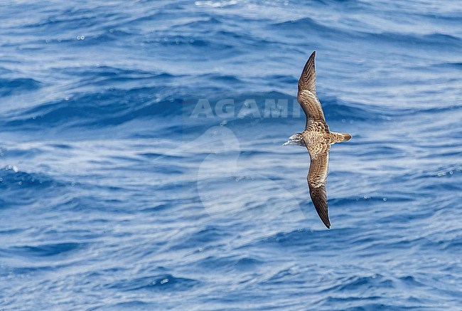 Streaked Shearwater (Calonectris leucomelas) in flight over the sea surface in the Pacific Ocean, south off Japan. stock-image by Agami/Marc Guyt,