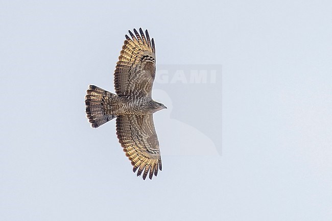 Female Crested Honey Buizzard (Pernis ptilorhyncus) flying over Abşeron Milli Parkı-Absheron National Park , Azerbijan. stock-image by Agami/Vincent Legrand,