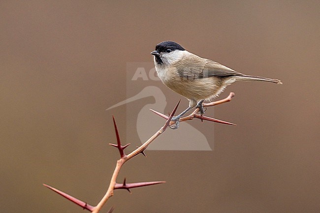 Marsh Tit (Poecile palustris) in Italy. stock-image by Agami/Daniele Occhiato,