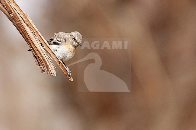 Female Eastern Black-eared Wheatear (Oenanthe melanoleuca) during spring migration in Eilat, Israel. stock-image by Agami/Marc Guyt,