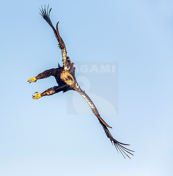 Adulte Spaanse Keizerarend in flight; Adult Spanish Imperial Eagle (Aquila adalberti) in flight stock-image by Agami/Oscar Díez,