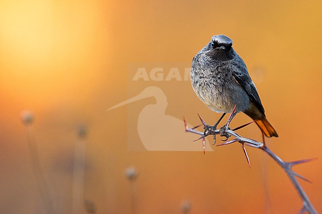 Male Black Redstart, Phoenicurus ochruros, in Italy. stock-image by Agami/Daniele Occhiato,