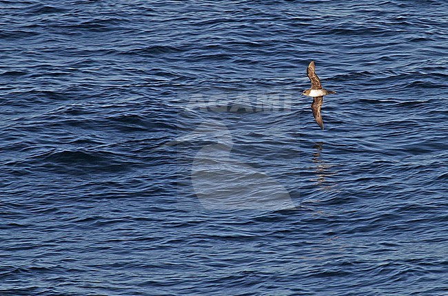 Atlantic Petrel, Pterodroma incerta) a gadfly petrel endemic to o the South Atlantic Ocean. stock-image by Agami/Pete Morris,