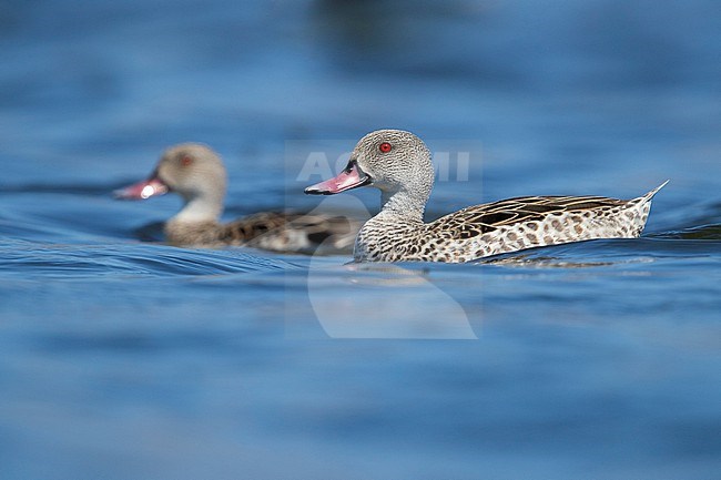 Cape Teal (Anas capensis), side view of an adult male swimming in the water, Western Cape, South Africa stock-image by Agami/Saverio Gatto,