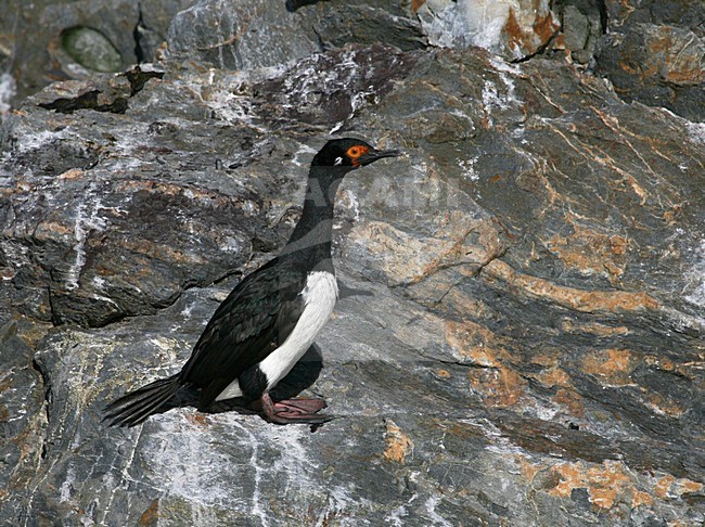 Adult Rock Shag (Leucocarbo magellanicus) perched on a rock. Also known as Magellanic Cormorant. stock-image by Agami/Marc Guyt,