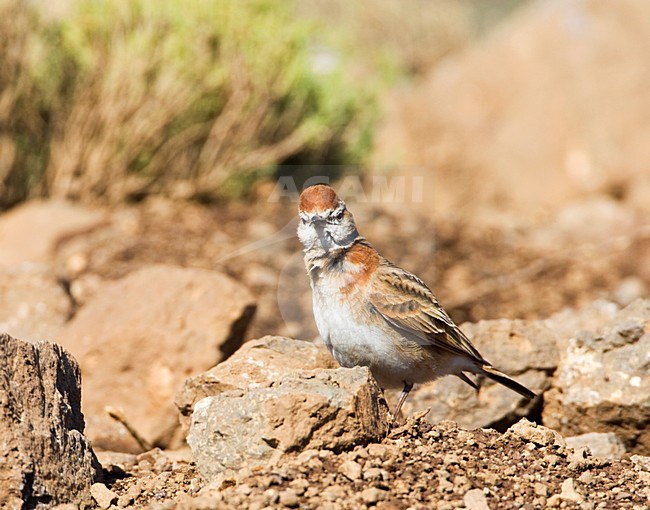 Roodkapleeuwerik, Red-capped Lark, Calandrella cinerea stock-image by Agami/Marc Guyt,