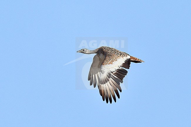 Great Bustard (Otis tarda) in flight over steppes in Portugal during autumn. stock-image by Agami/Laurens Steijn,