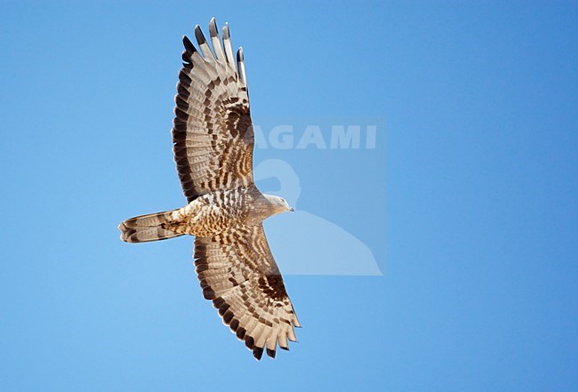 Volwassen Wespendief in de vlucht; Adult European Honey Buzzard in flight stock-image by Agami/Markus Varesvuo,