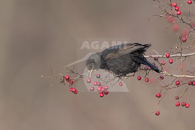 First-winter male Common Blackbird (Turdus merula) eating berries at Rudersdal, Denmark stock-image by Agami/Helge Sorensen,