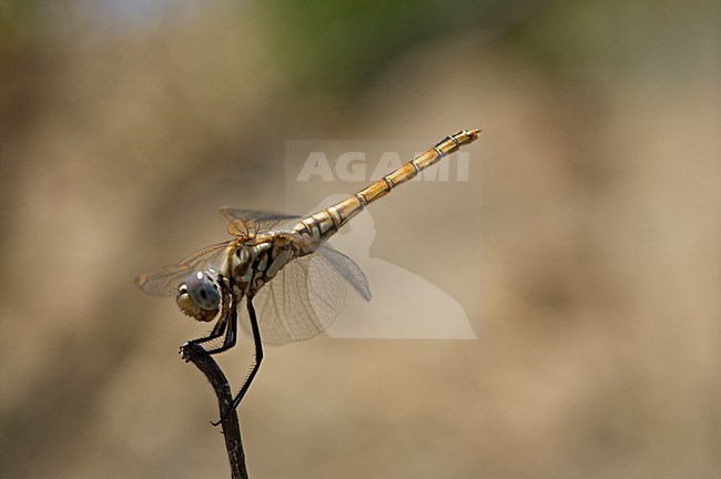 Vrouwtje Purperlibel, Female Trithemis annulata stock-image by Agami/Wil Leurs,