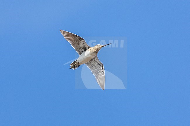 Common Snipe (Gallinago gallinago faeroeensis), adult in flight seen from below, Western Region, Iceland stock-image by Agami/Saverio Gatto,