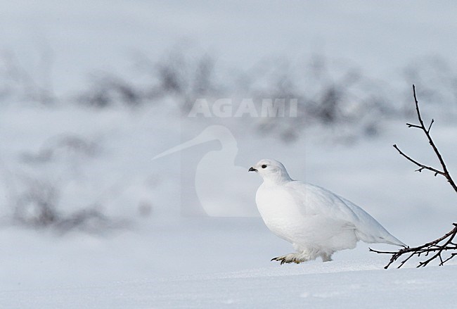 Mannetje Alpensneeuwhoen in de sneeuw, Male Rock Ptarmigan in the snow stock-image by Agami/Markus Varesvuo,