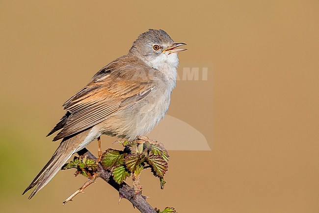 Common Whitethroat (Sylvia communis), side view of an adult male singing from the top of a bush stock-image by Agami/Saverio Gatto,