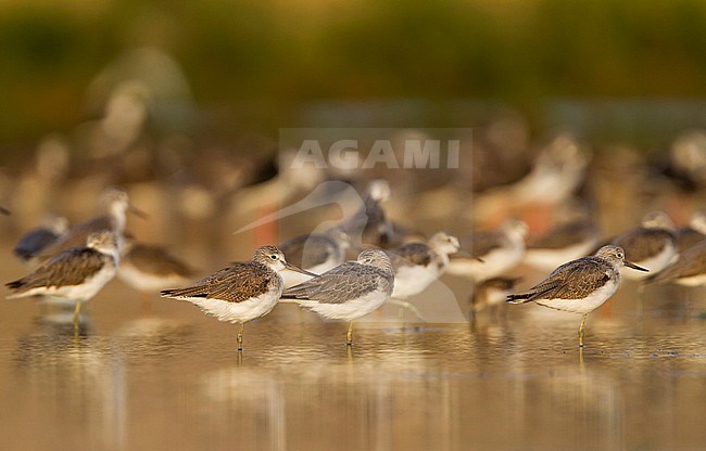 Common Greenshank - Grünschenkel - Tringa nebularia, Oman stock-image by Agami/Ralph Martin,